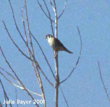Foto: American Kestrel