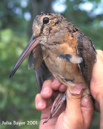 Foto: American Woodcock
