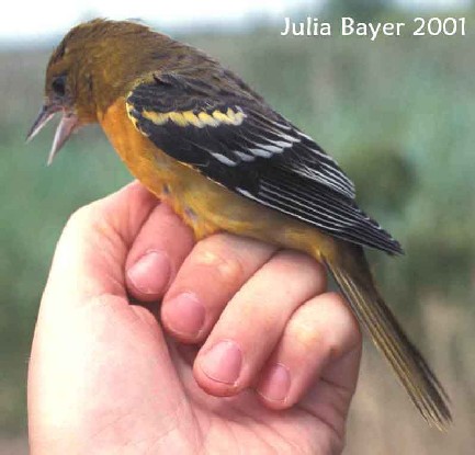 Foto: Baltimore Oriole