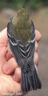 Foto: Bay-breasted Warbler