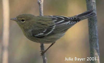 Foto: Blackpoll Warbler