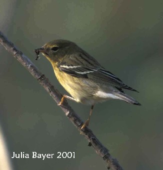 Foto: Blackpoll Warbler