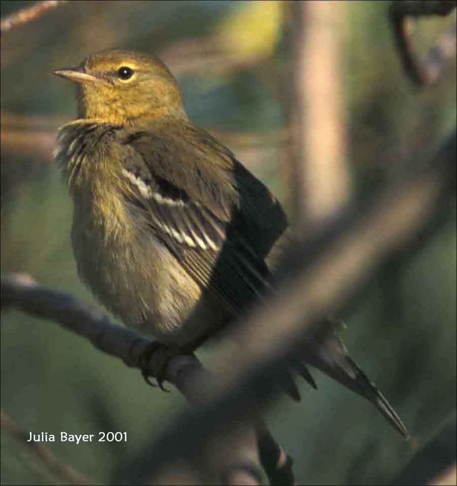 Foto: Blackpoll Warbler