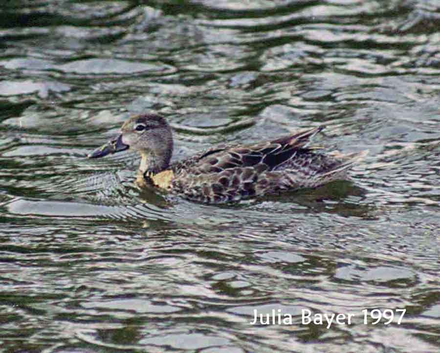Foto: Blaufl�gelente