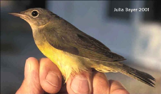 Foto: Connecticut Warbler