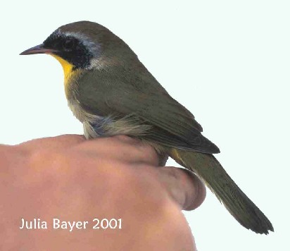 Foto: Common Yellowthroat
