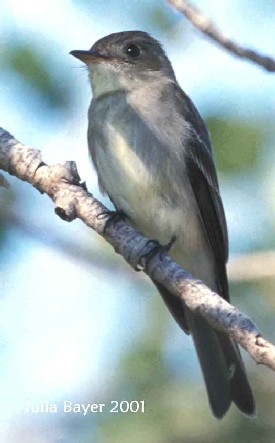 Foto: Eastern Wood-Pewee