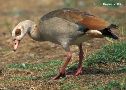 Foto: Aegyptian Goose