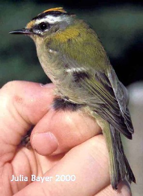 Foto: Sommergoldhhnchen (Firecrest)