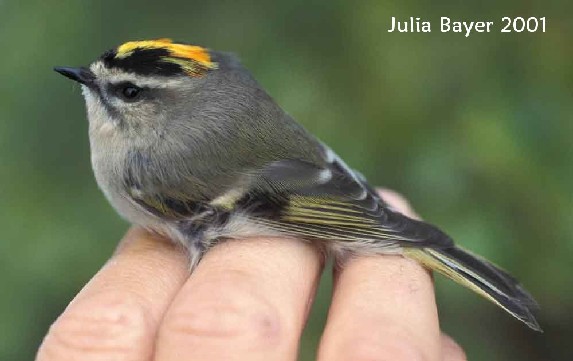 Foto: Golden-crowned Kinglet
