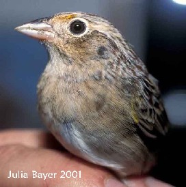 Foto: Grasshopper Sparrow