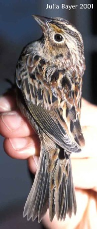 Foto: Grasshopper Sparrow
